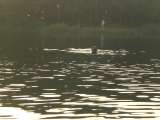 Wasserrettung076